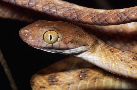 Brown Snake Close Up