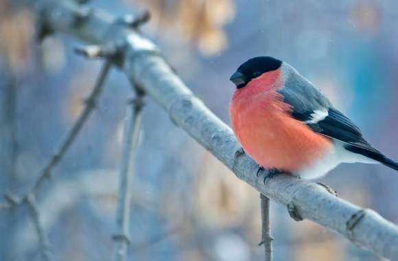 Bullfinch Winter