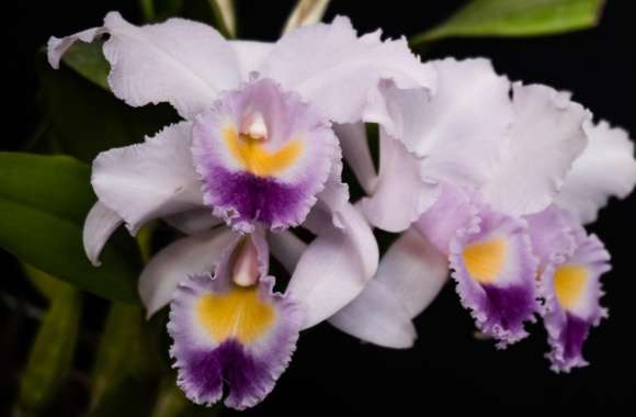 Cattleya Gaskelliana Coerulea Orchids Flowers