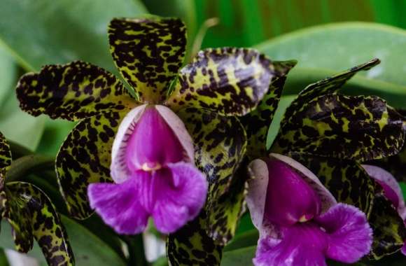 Cattleya Peckhaviensis Orchids Flowers
