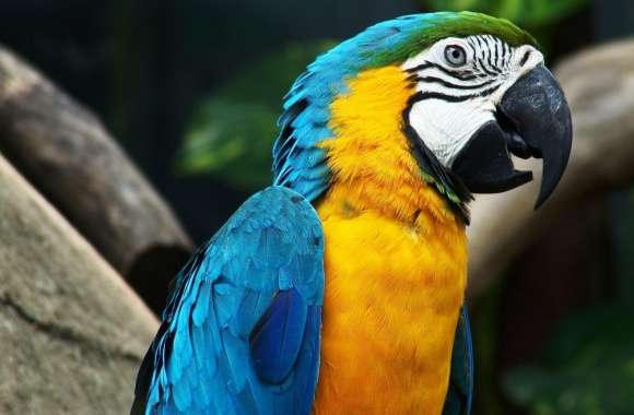 Colorful Parrot wallpapers hd quality