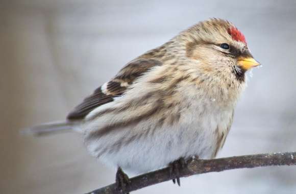 Common Redpoll wallpapers hd quality