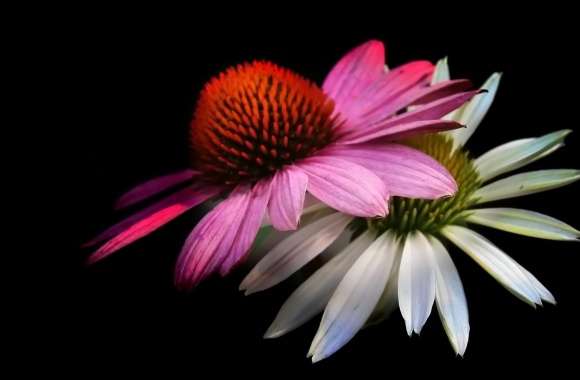 Cone Flowers, Black Background