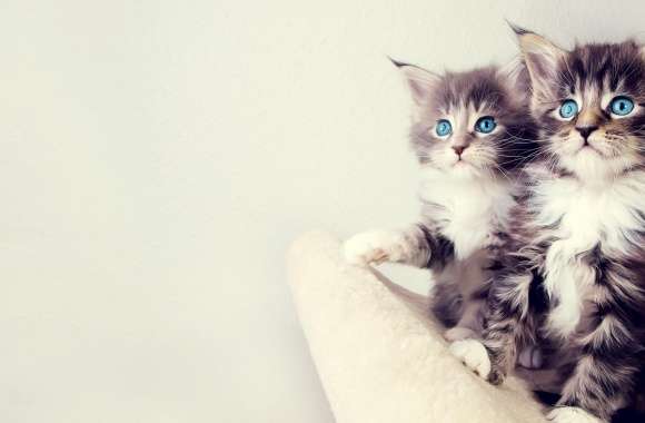 Cute Kittens wallpapers hd quality