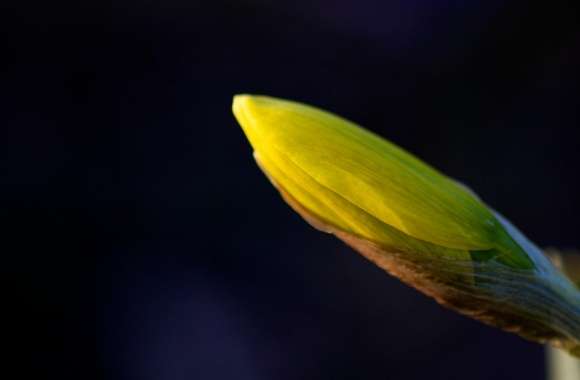 Daffodil Bud