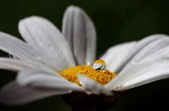 Daisy Flower With Water Droplet