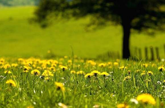 Dandelions in green land