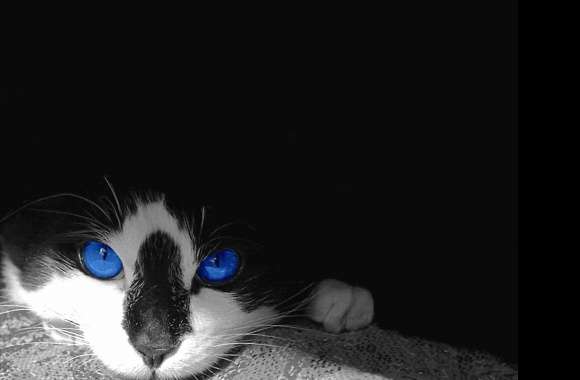 Eyes blue of cat wallpapers hd quality
