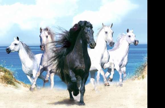 Five horses four white one black