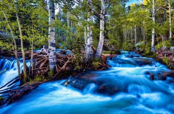 Forest Birch Stream, Long Exposure