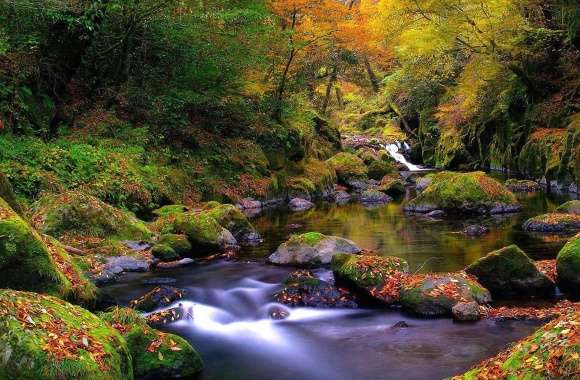 Forest river autumn