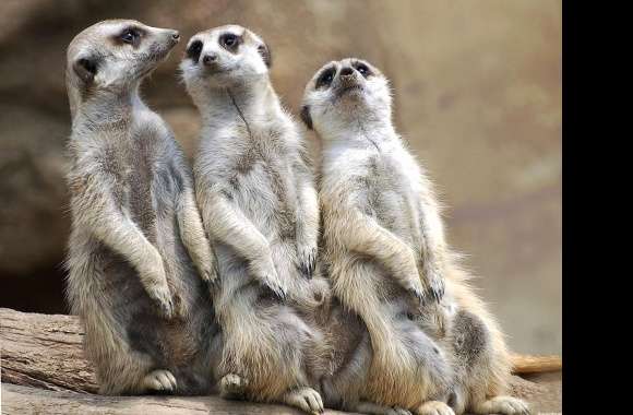 Friends suricate