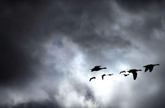 Geese Migrating Dark wallpapers hd quality