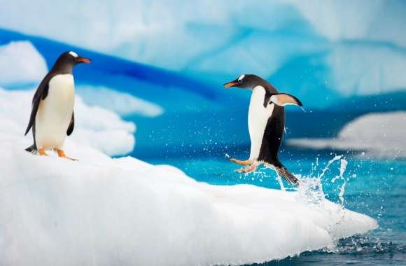 Gentoo Penguins wallpapers hd quality
