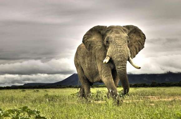 Giant african elephant