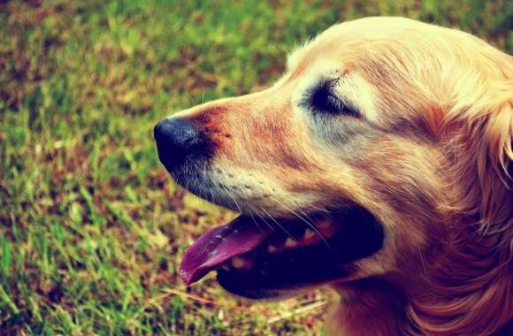 Goldie the Retriever wallpapers hd quality