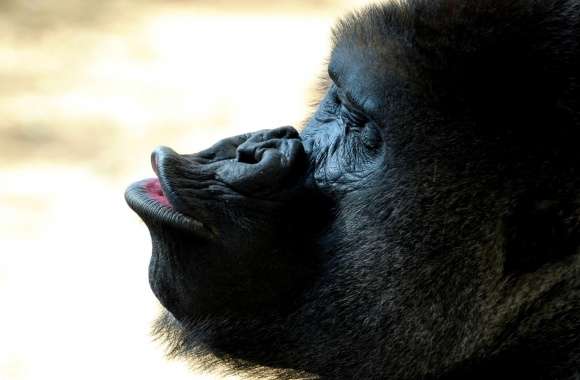 Gorilla Kiss