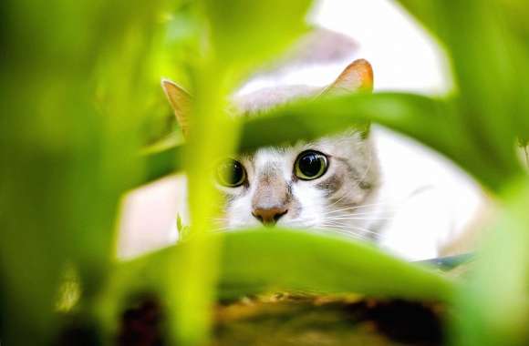 Hide cat wallpapers hd quality