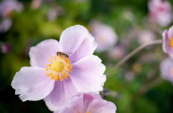 Hoverfly On A Pink Flower wallpapers hd quality