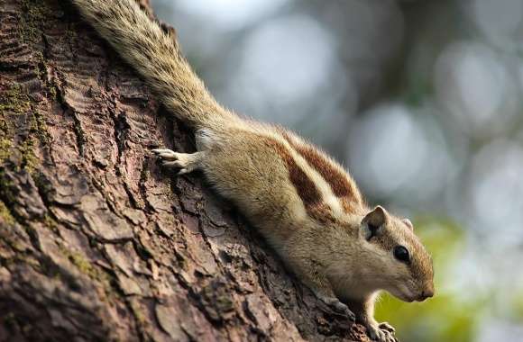 Indian_Squirrel wallpapers hd quality