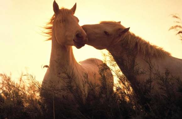 Kiss horse