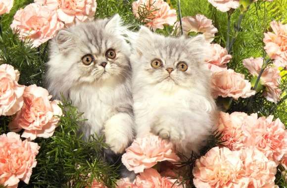 Kittens between the pink flowers wallpapers hd quality