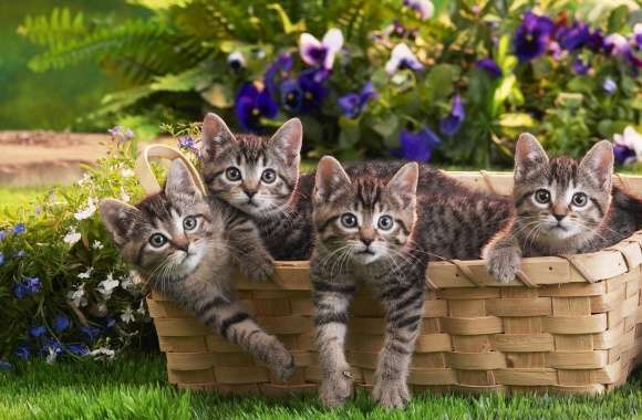 Kittens In Basket wallpapers hd quality