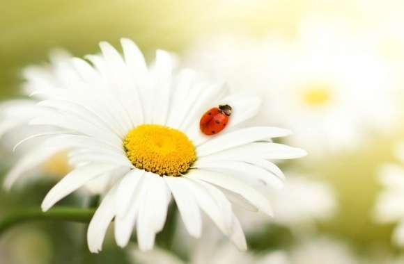 Ladybug On A Daisy