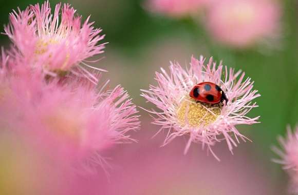 Ladybug On A Pink Flower wallpapers hd quality