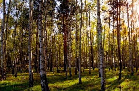 Leafless Birch Forest