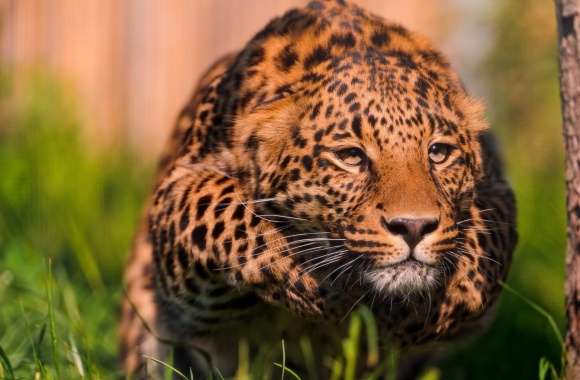 Leopard Running wallpapers hd quality