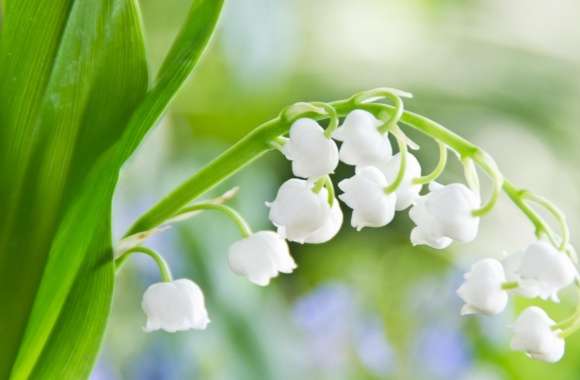 Lily Of The Valley Macro