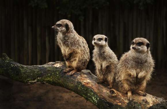 Meerkat Family wallpapers hd quality