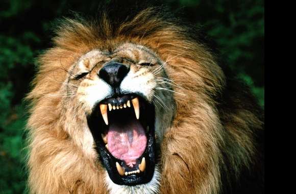 Mouth opened lion angry