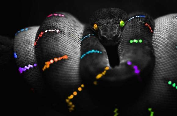 Multicolor black snake