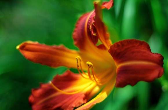 Orange Day lily Flower