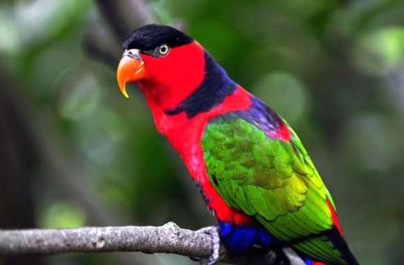 Parrot colorfull wallpapers hd quality