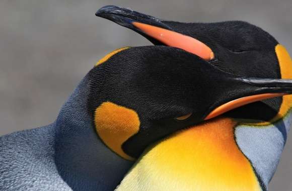 Penguins Birds