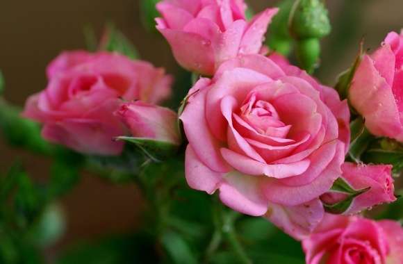 Pink Roses Branch wallpapers hd quality