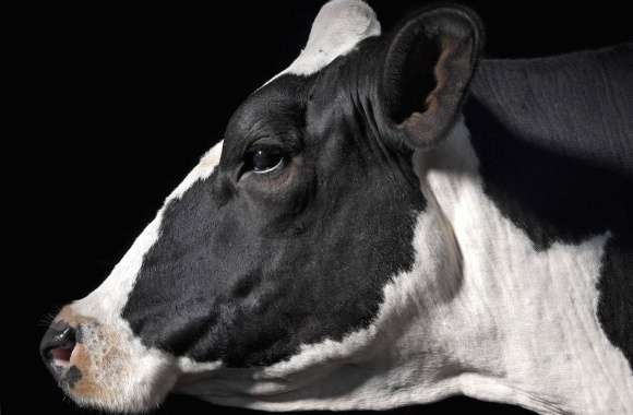 Profile cow black white