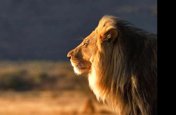 Profile lion