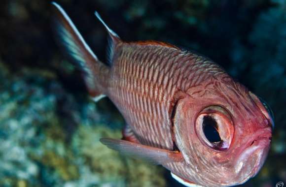 Red Fish with Big Eyes wallpapers hd quality