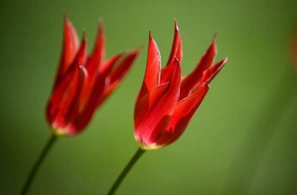 Red Tulips Against A Green Background