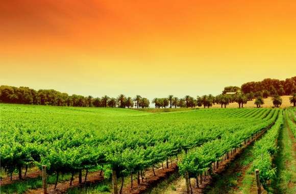 Rows Of Young Grape Vines wallpapers hd quality