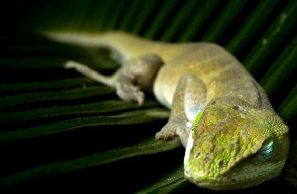 Sleeping Lizzard wallpapers hd quality