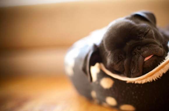 Sleeping Pug Puppy wallpapers hd quality