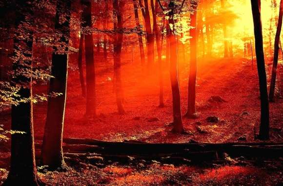Sunset red in forest
