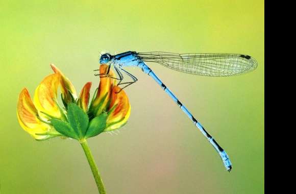 Thin dragonfly blue wallpapers hd quality