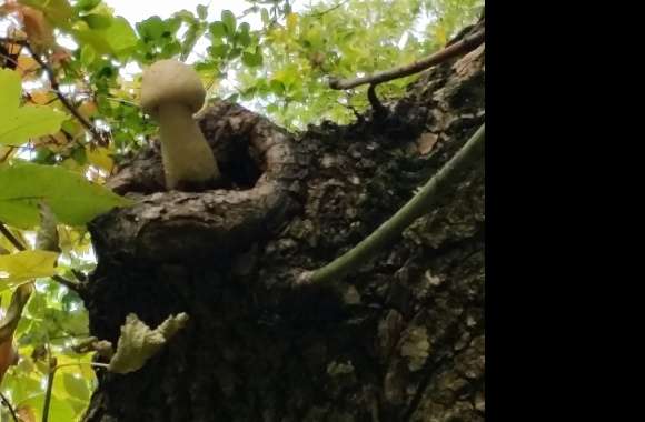 Tree Top Mushroom