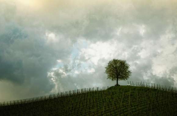 Vineyard Tree